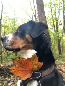 Grote hond zittend in het bos met een herfstblad aan zijn halsband