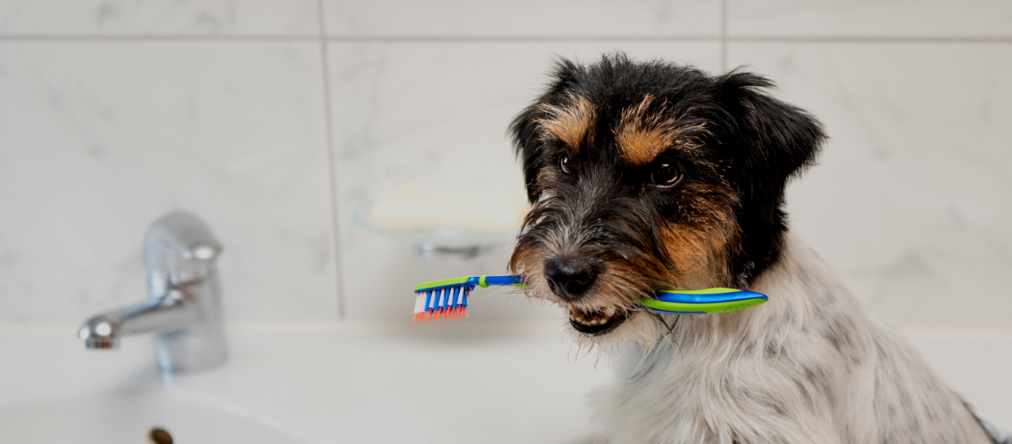 Hond met tandenborstel in de bek dierenkliniek Any Animal